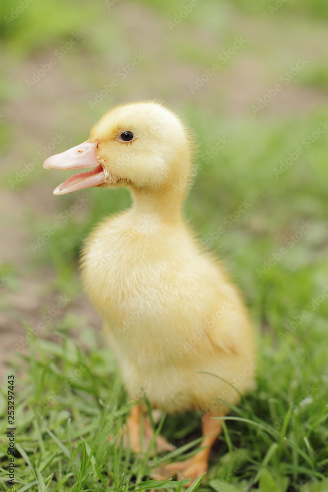 newborn fluffy duck baby newborn fluffy duck baby