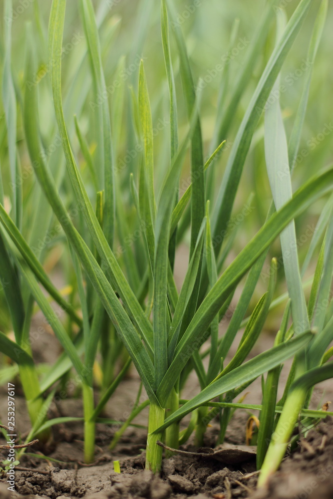 new green sprout of garlic, spring greens new green sprout of garlic, spring greens