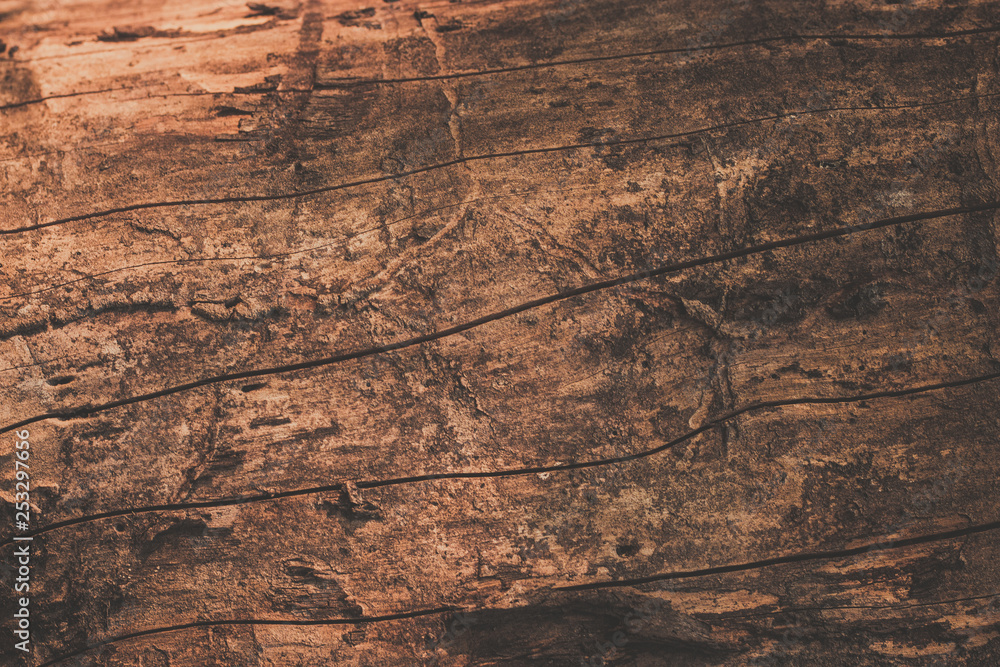 texture of wood texture of wood