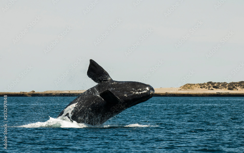 Fototapeta premium Whale jumping in Peninsula Valdes,, Patagonia, Argentina