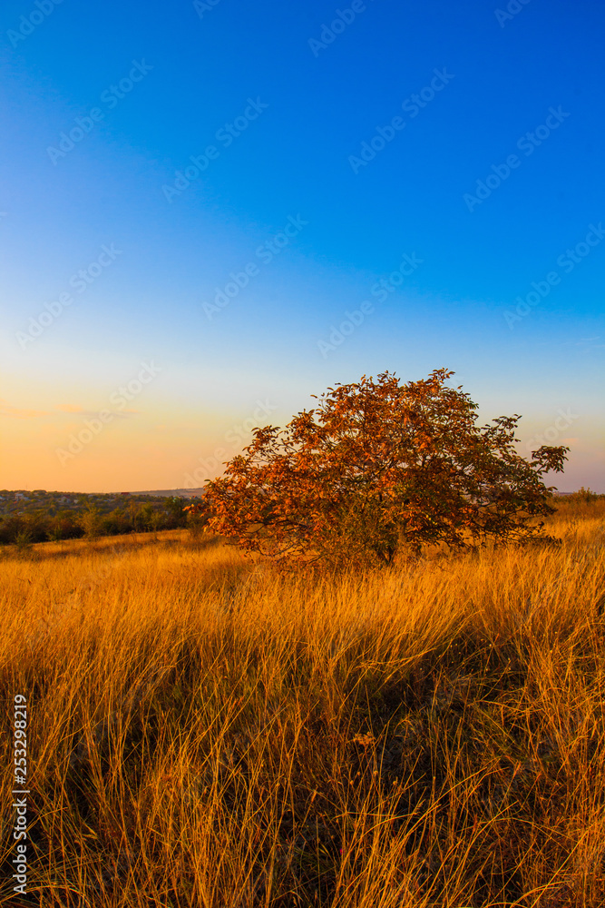 Vertical landscape of a single yellow bush in a fieldwith weed and herbs. Blue clear sky. Vertical landscape of a single yellow bush in a fieldwith weed and herbs. Blue clear sky.