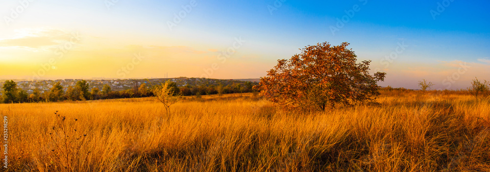 Warm panorama landscape of a field and single tree. Sunset view.