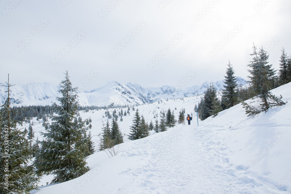 Trees and snowy mountain peaks in Zakopane and Poland covered with fresh snow on a sunny day