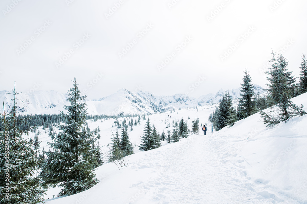 Trees and snowy mountain peaks in Zakopane and Poland covered with fresh snow on a sunny day