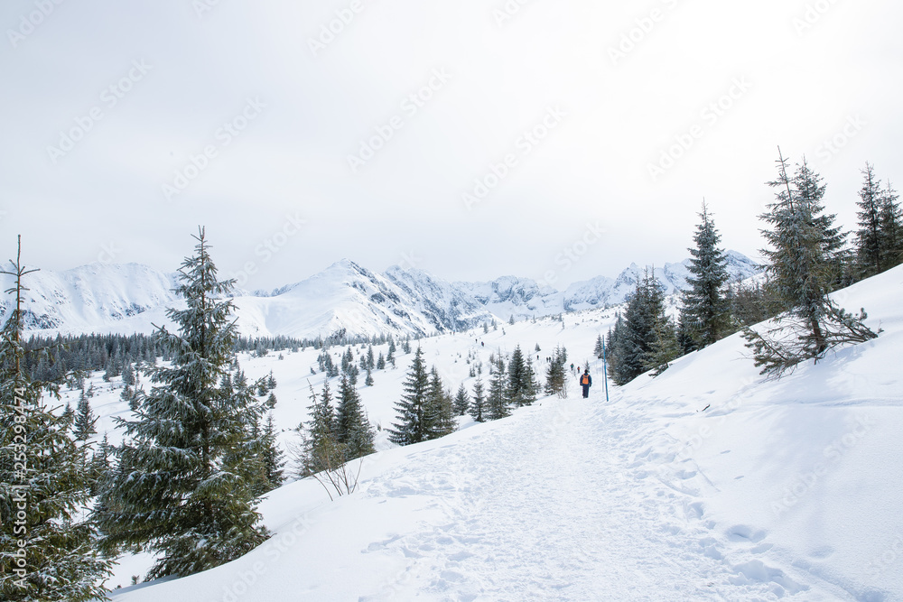 Trees and snowy mountain peaks in Zakopane and Poland covered with fresh snow on a sunny day