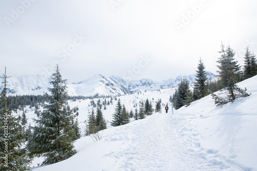 Trees and snowy mountain peaks in Zakopane and Poland covered with fresh snow on a sunny day © Lukas