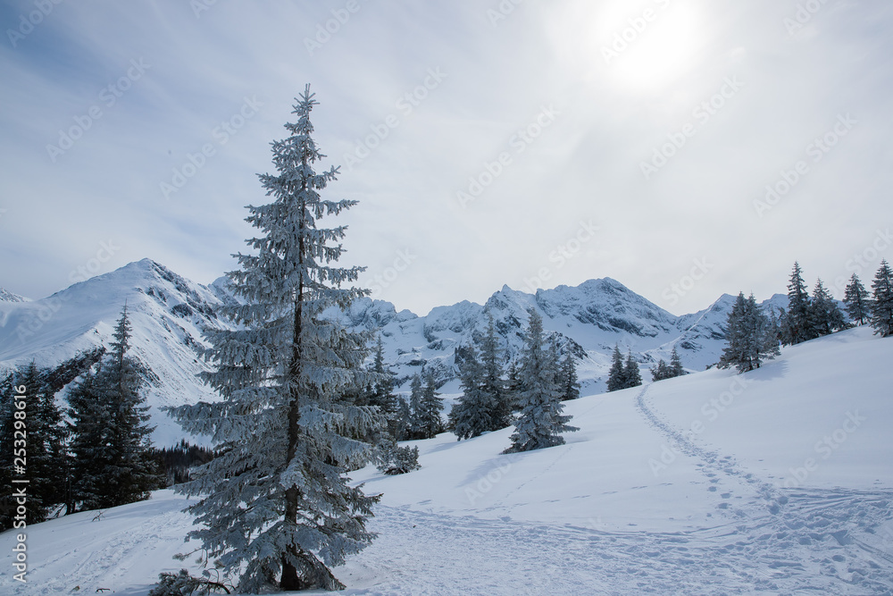 Trees and snowy mountain peaks in Zakopane and Poland covered with fresh snow on a sunny day