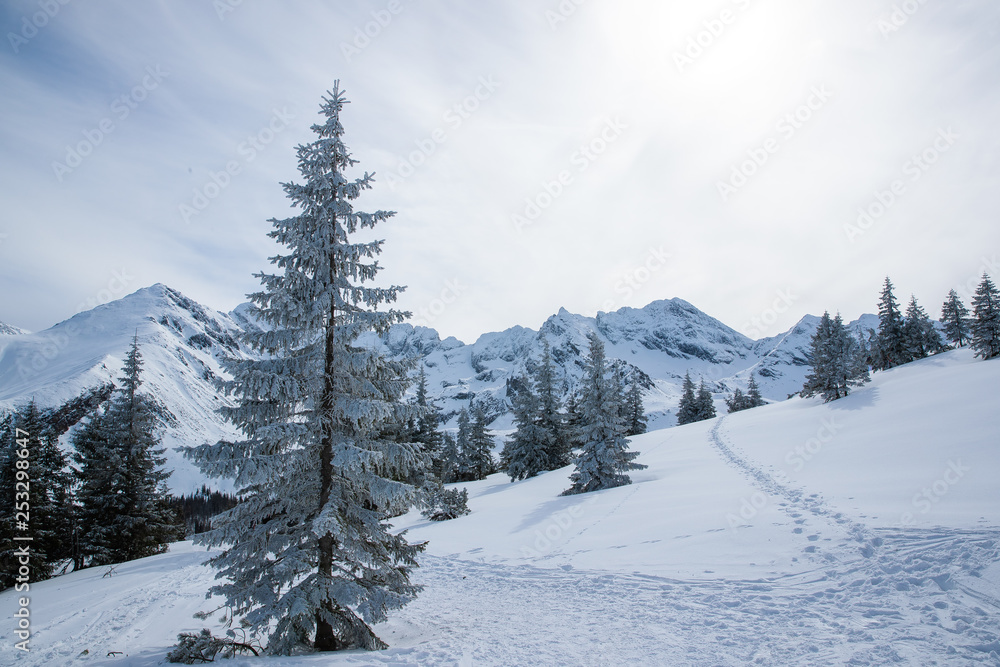 Fototapeta premium Trees and snowy mountain peaks in Zakopane and Poland covered with fresh snow on a sunny day
