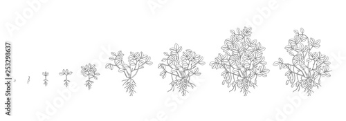Growth stages of peanut plant. Peanut increase phases. Outline contour vector illustration. Arachis hypogaea. The life cycle. Also known as the groundnut, goober or monkey nut.
