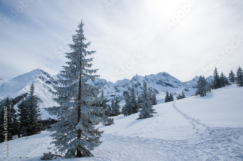 Fototapeta Naklejka Na Ścianę i Meble -  Trees and snowy mountain peaks in Zakopane and Poland covered with fresh snow on a sunny day