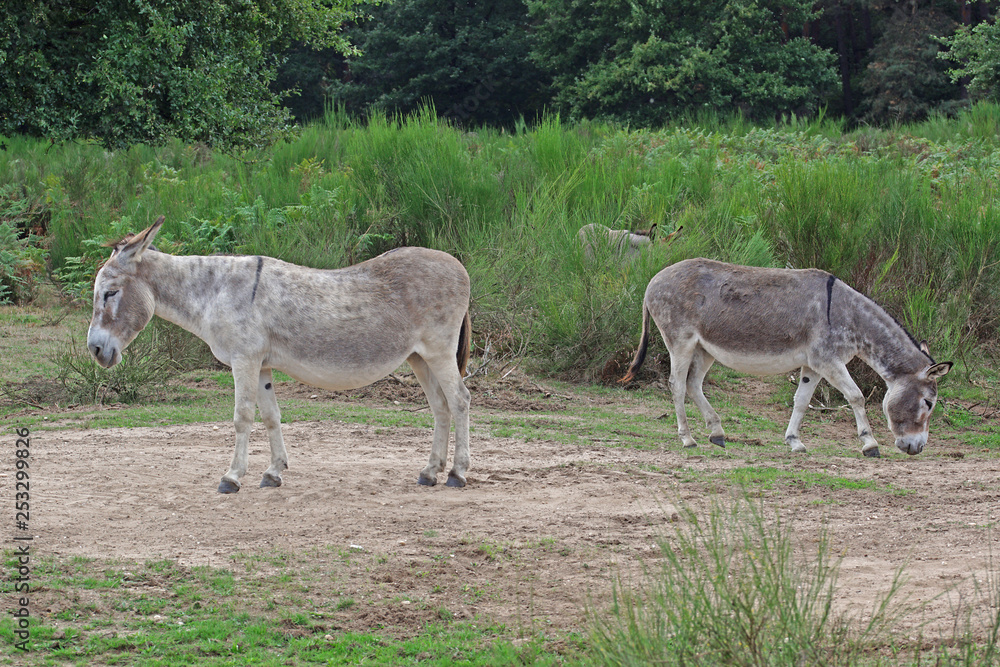 10.09.2018 DE, NRW, Wahner Heide Esel Equus asinus asinus 10.09.2018 DE, NRW, Wahner Heide Esel Equus asinus asinus