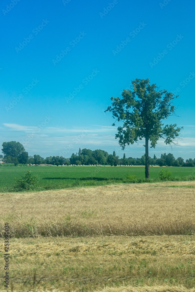 Italy,La Spezia to Kasltelruth train, a herd of cattle grazing on a dry grass field