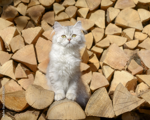 Young British Longhair kitten, black-silver-spotted-tabby, sitting on a stack of logs  photo