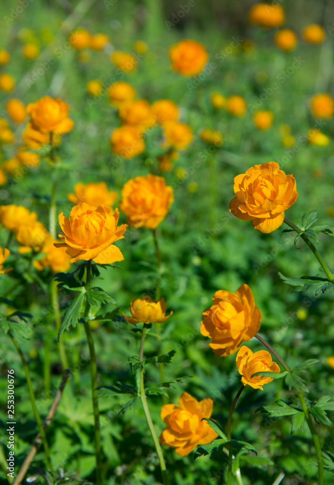 Mountain plant Trollius.