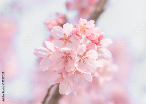 桜 満開 マクロ撮影
