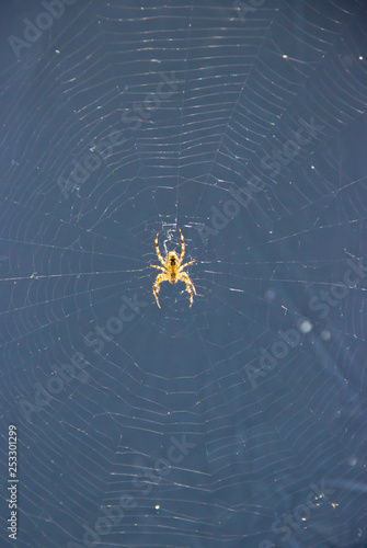 A spider spinning a web