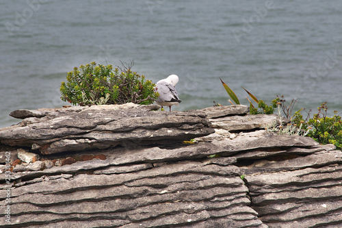 Wallpaper Mural Paparoa National Park, New Zealand Torontodigital.ca