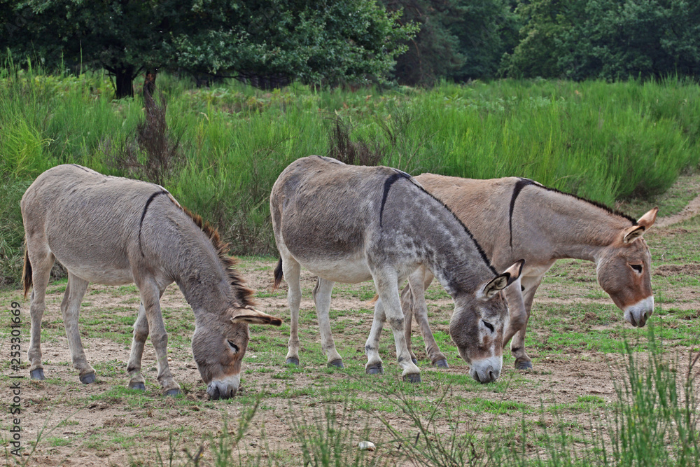 Naklejka premium 10.09.2018 DE, NRW, Wahner Heide Esel Equus asinus asinus