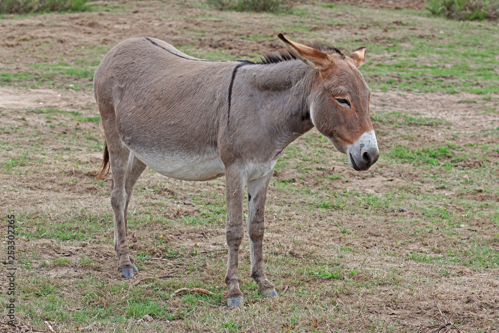 10.09.2018 DE, NRW, Wahner Heide Esel Equus asinus asinus 10.09.2018 DE, NRW, Wahner Heide Esel Equus asinus asinus