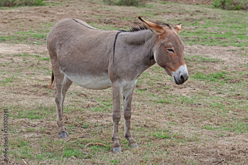 10.09.2018 DE  NRW  Wahner Heide Esel Equus asinus asinus