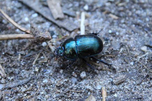 Wallpaper Mural Escarabajo verde metalico Torontodigital.ca