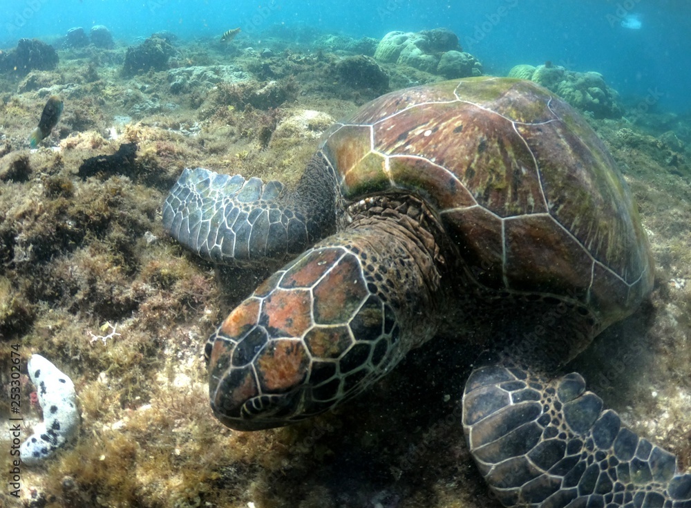 Fototapeta premium Tortue, Ile d'Apo, Philippines