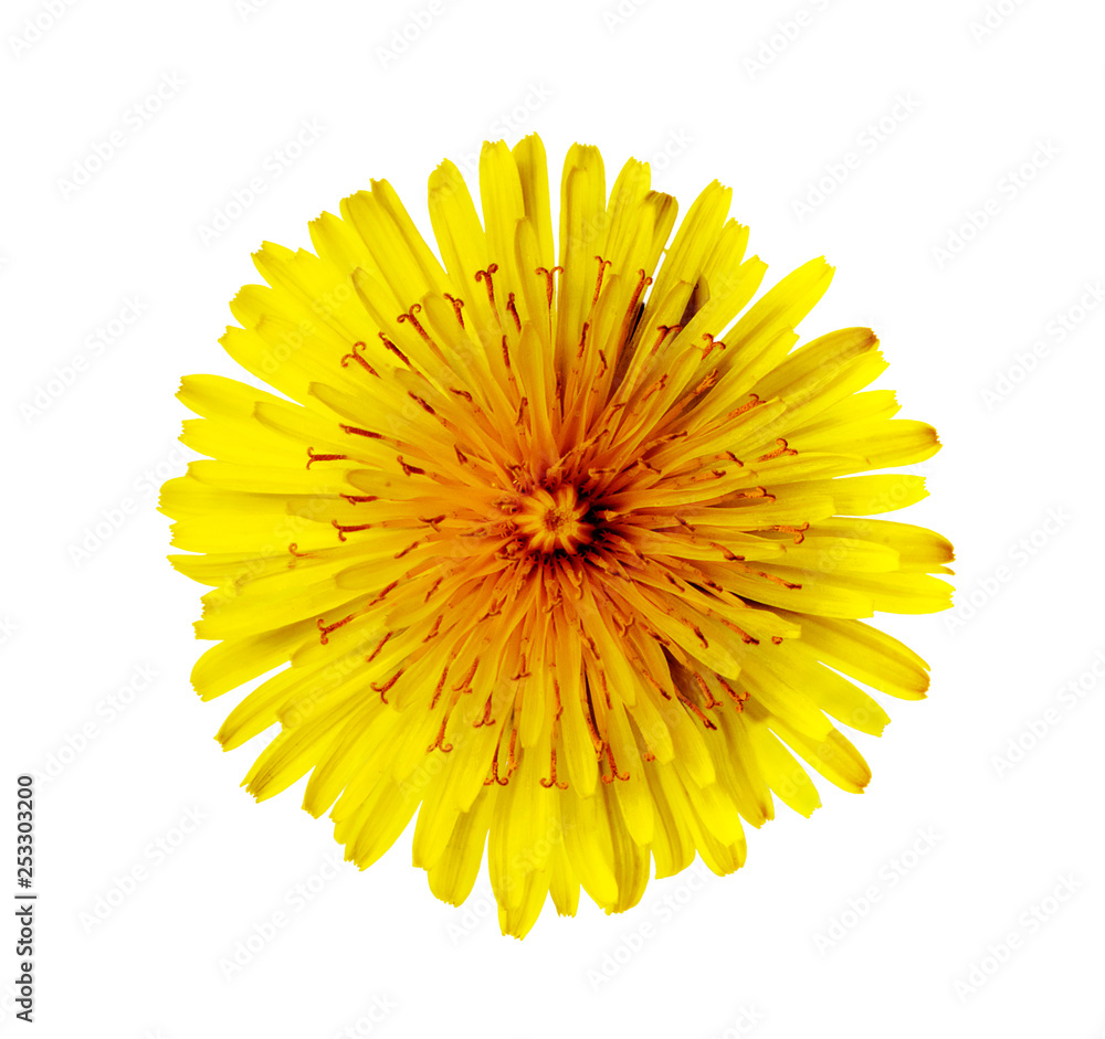 Yellow Dandelion isolated on white background Yellow Dandelion isolated on white background