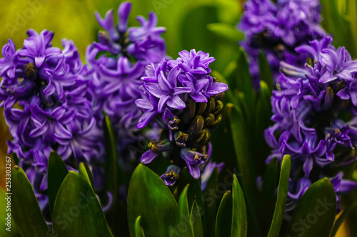 purple hyacinths and green leaves closeup
