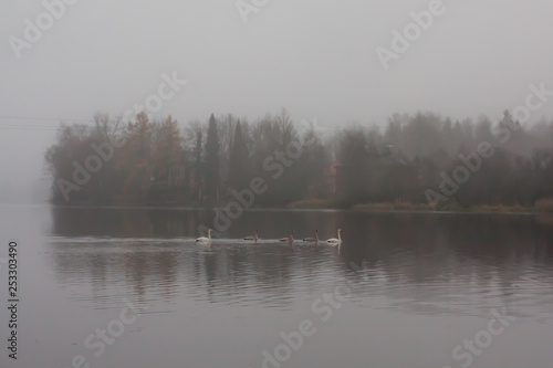 Autumn dark calm landscape on a foggy river with a white swans and trees reflection in water. Finland, river Kymijoki.