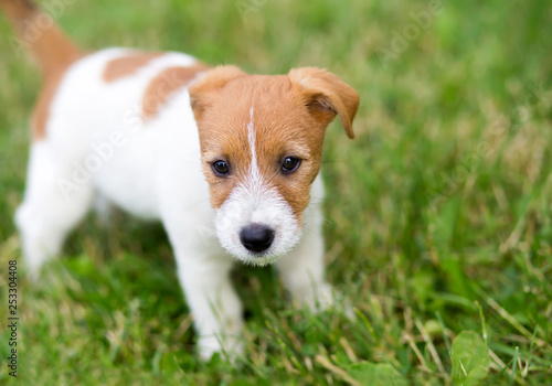 Small cute jack russell pet dog puppy looking in the grass