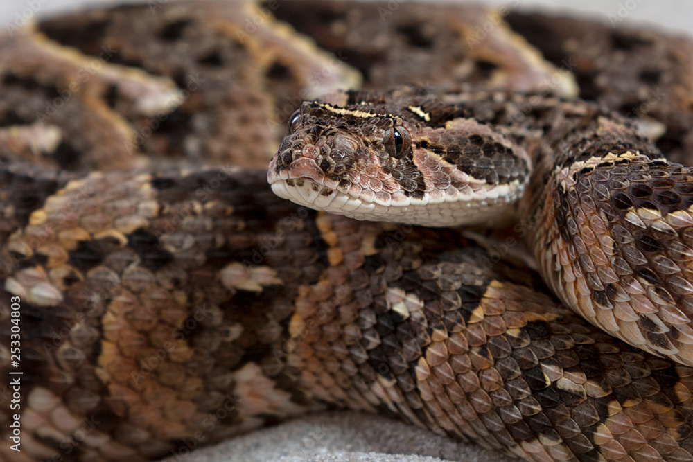 Puffotter (Bitis arietans) Puffotter (Bitis arietans)