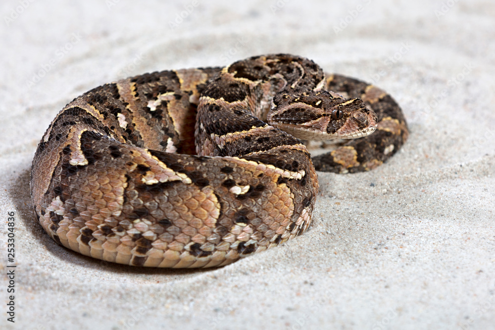 Fototapeta premium Puffotter (Bitis arietans)