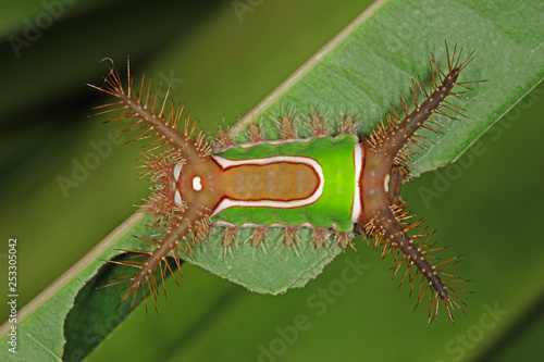 05.11.2018 Siegburg, eingeschleppt mit Zimmerpflanze saddleback caterpillar Acharia stimulea photo