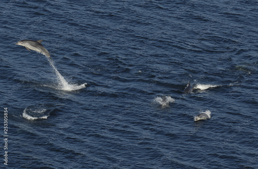 Fototapeta premium image of some dolphins