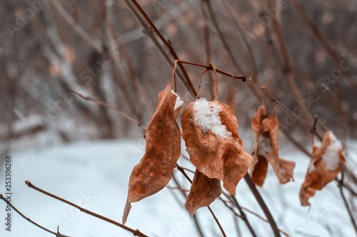 autumn leaves on the background of wood and snow