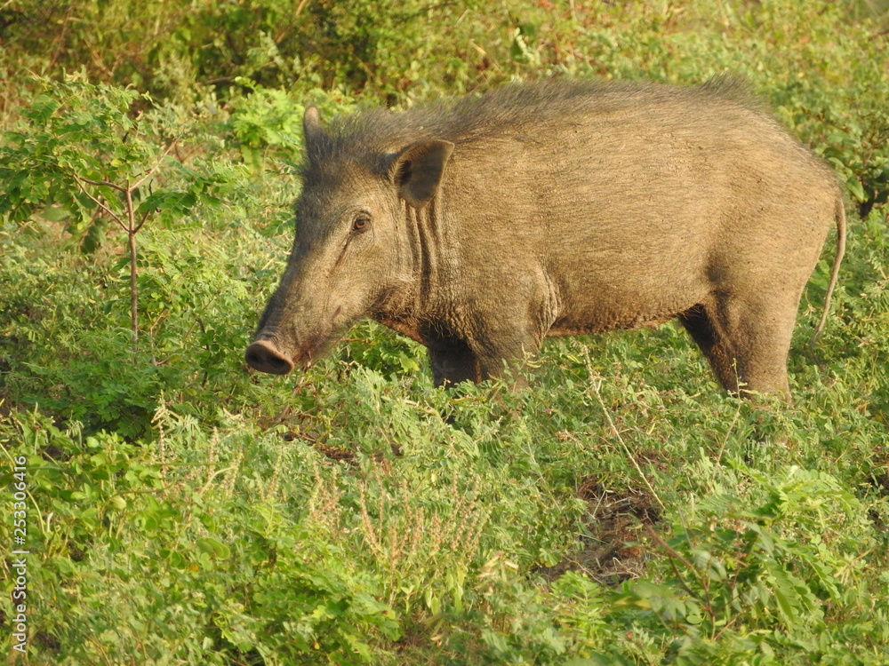 Wild boar walking in the forest in the misty morning. Wildlife in its natural habitat