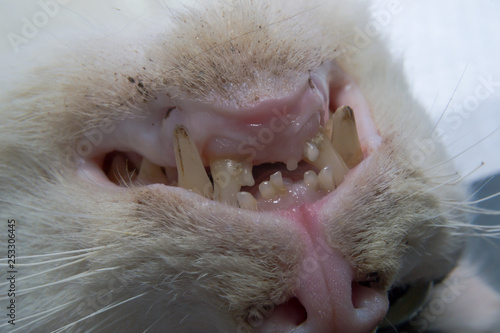 old cat with caries teeth