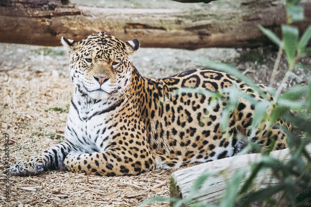 Jaguar Jaguar