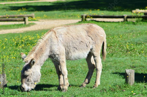 donkey on the grass