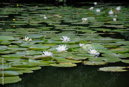 Water Lily flowers .