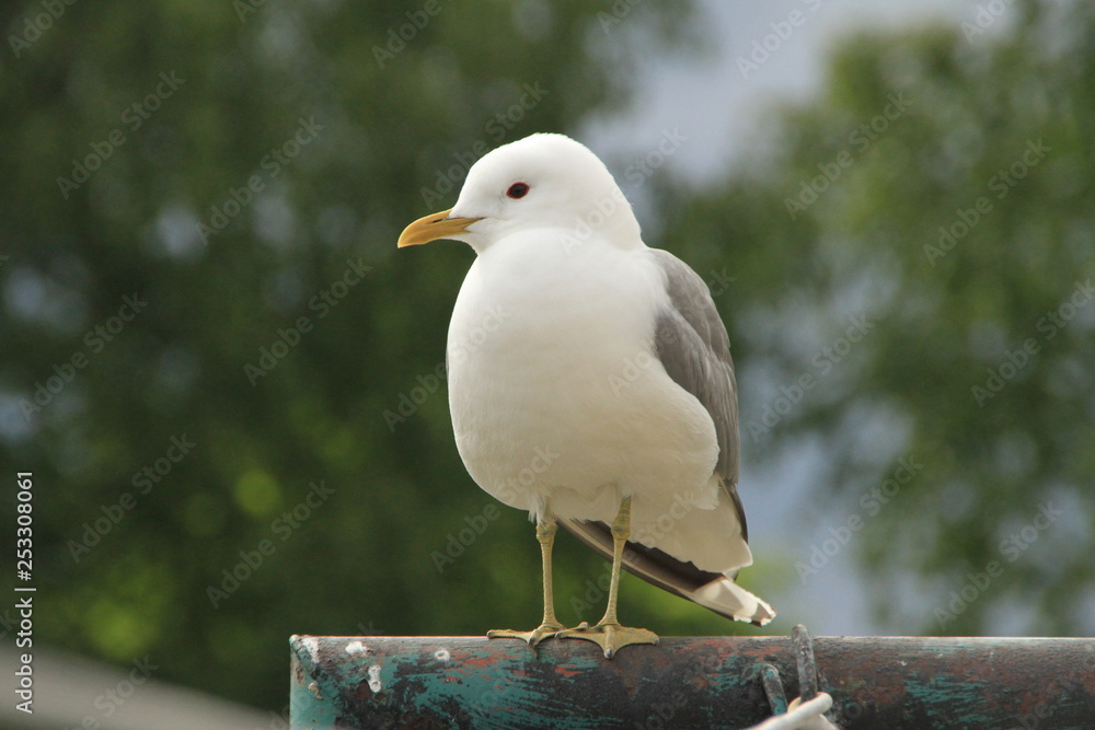 Obraz premium seagull on post