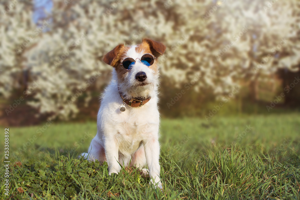 PORTRAIT CUTE JACK RUSSELL DOG WEARING SUMMER GLASSES AGAINST FLORAL SRPING BACKGROUND. PORTRAIT CUTE JACK RUSSELL DOG WEARING SUMMER GLASSES AGAINST FLORAL SRPING BACKGROUND.