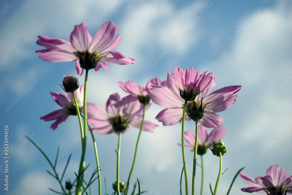 Beautiful pink cosmos  flowers and Blue sky