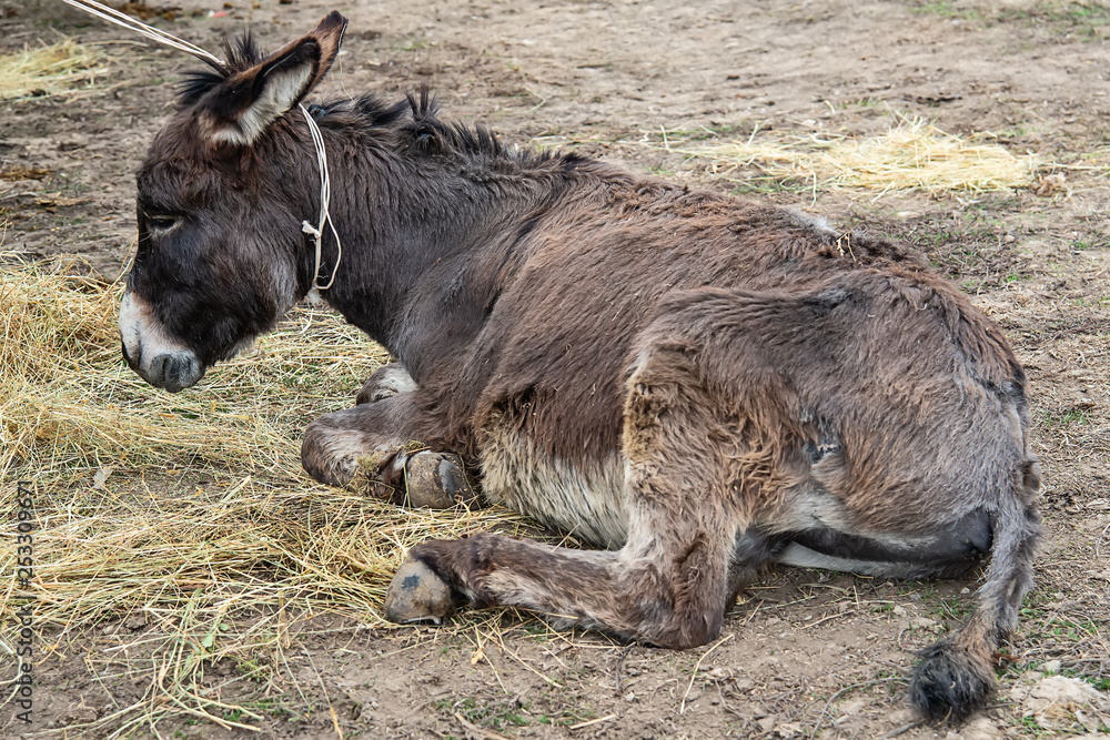 Brown donkey lying on the ground (Equus asinus) Brown donkey lying on the ground (Equus asinus)