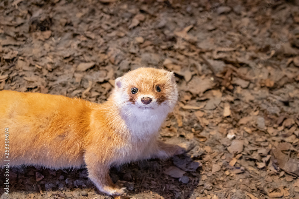 イタチの剥製 Stuffed Itachi, Japanese weasel Stock Photo | Adobe Stock