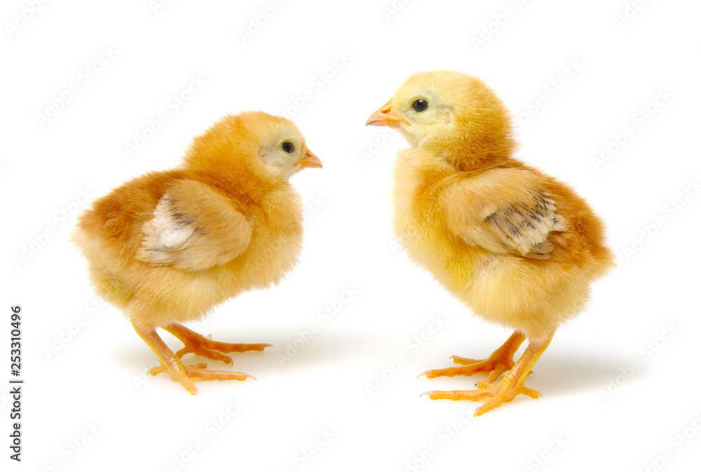 Chicks isolated on white