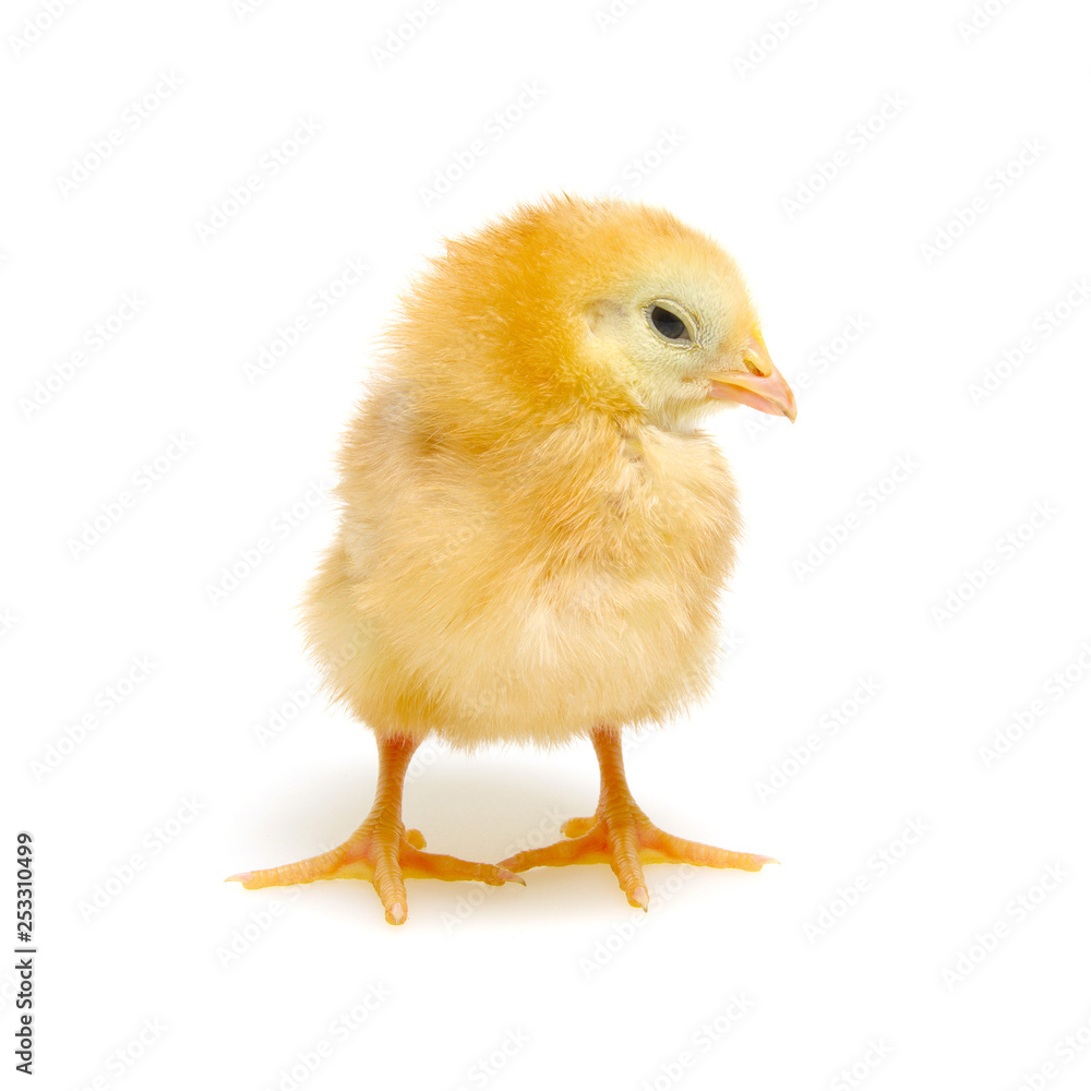 Chicks isolated on white