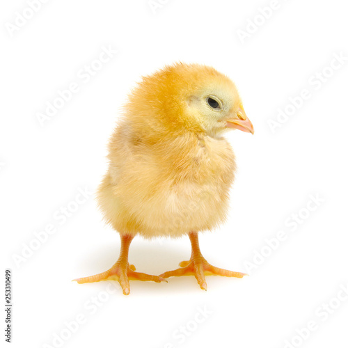 Chicks isolated on white © Alekss