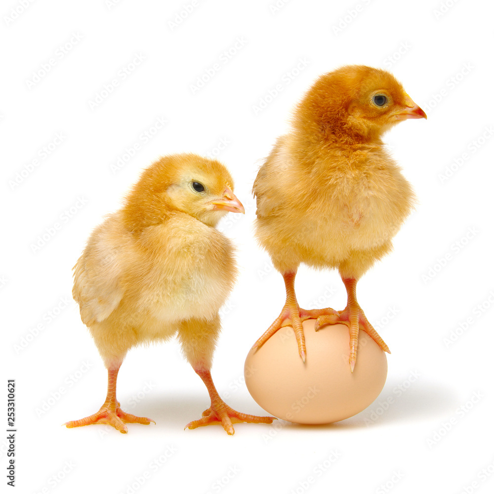 Fototapeta premium brown egg and chicks isolated on a white