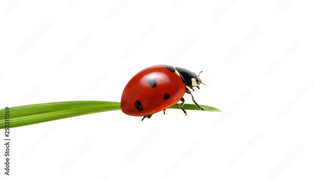 Fototapeta premium Ladybug on grass